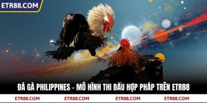 Đá Gà Philippines - Mô Hình Thi Đấu Hợp Pháp Trên TR88